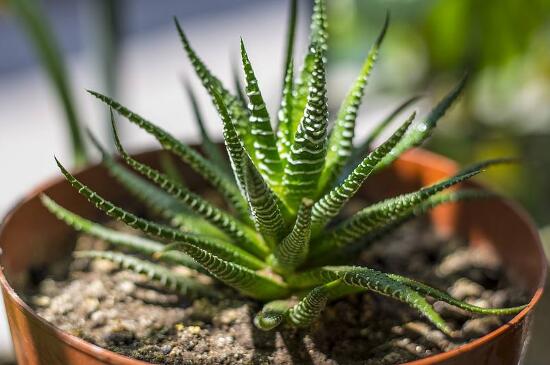 多叶芦荟的养殖办法和留意事项