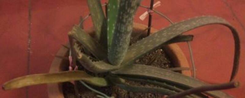 芦荟叶子发黄如何办