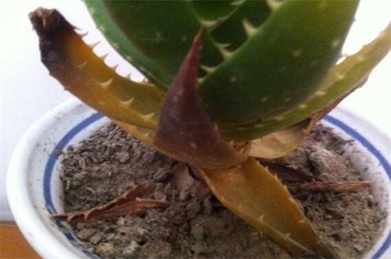 芦荟叶子发黄如何办