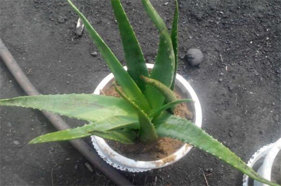 芦荟叶子发黄如何办