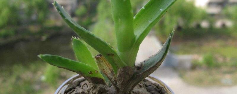 芦荟如何修剪