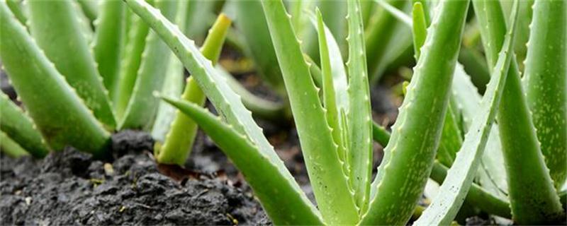 中国芦荟的养殖办法和留意事项