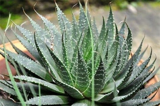 中国芦荟的养殖办法和留意事项