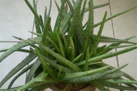 中国芦荟的养殖办法和留意事项