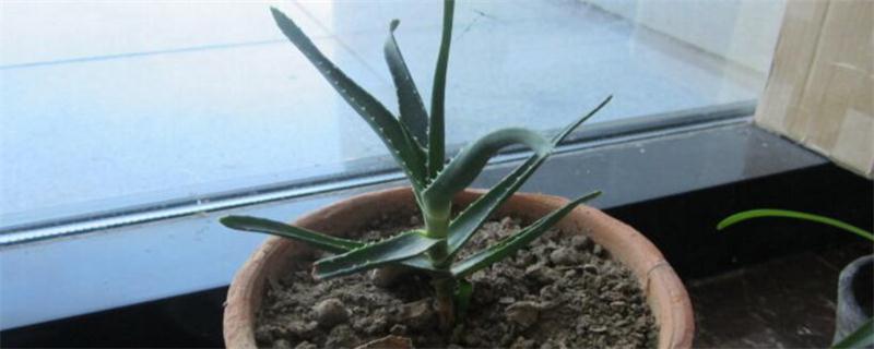 芦荟如何种植办法