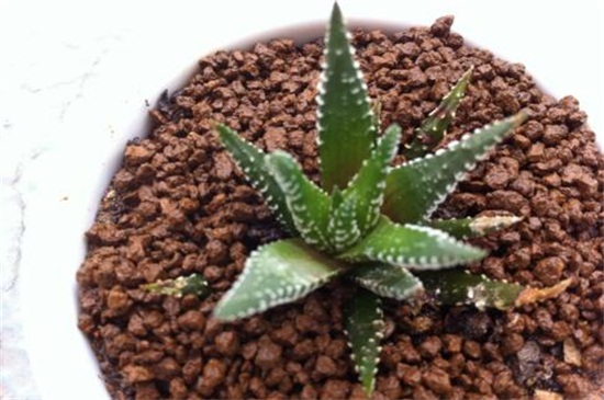 芦荟如何种植办法