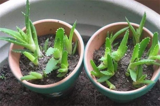 芦荟如何种植办法