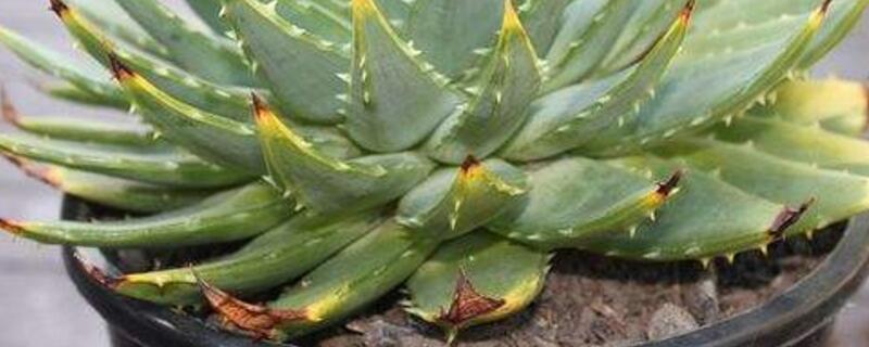 芦荟女王的养殖办法