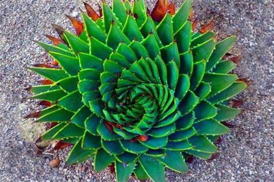 芦荟女王的养殖办法