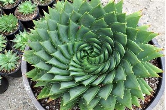 芦荟女王的养殖办法