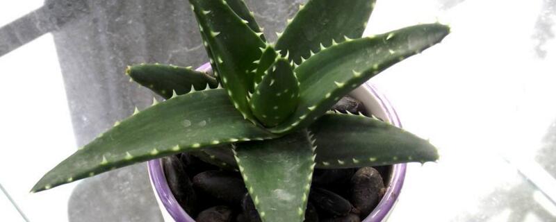 如何把芦荟养大养胖