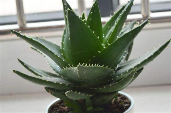 如何把芦荟养大养胖