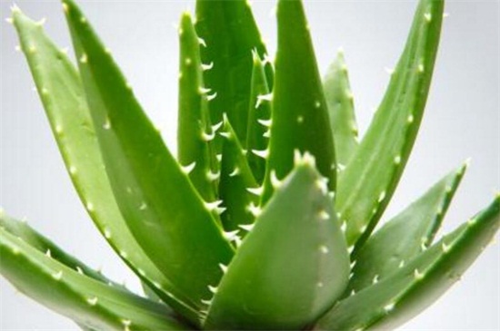 如何把芦荟养大养胖