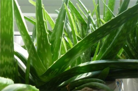 芦荟种植办法