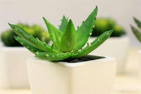 芦荟的养殖办法和留意事项
