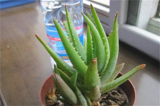芦荟换盆留意事项，5个要点教你如何换盆