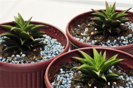 芦荟换盆留意事项，5个要点教你如何换盆