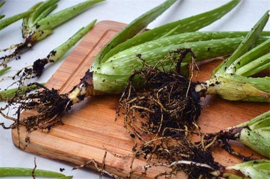 芦荟换盆留意事项，5个要点教你如何换盆