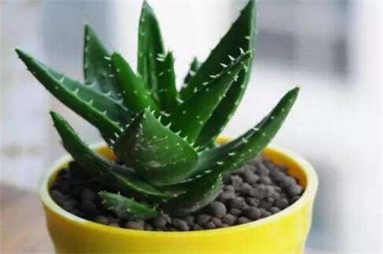 芦荟的根部烂了如何办