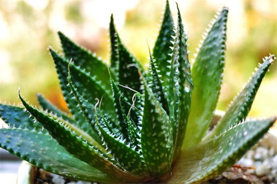 芦荟如何养