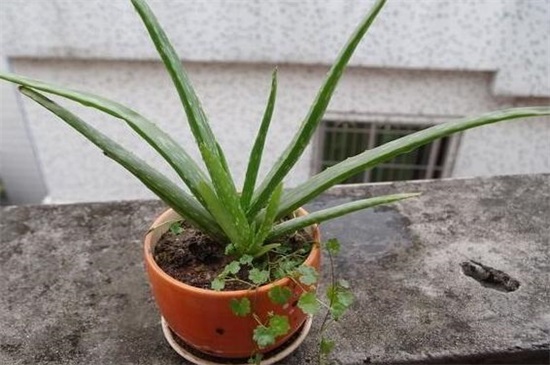 芦荟扦插养殖办法步骤