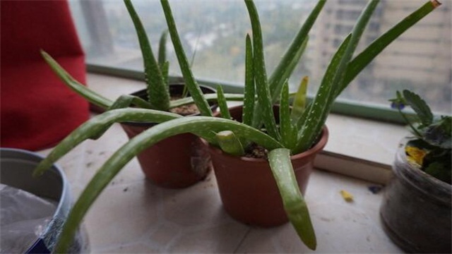 芦荟如何养