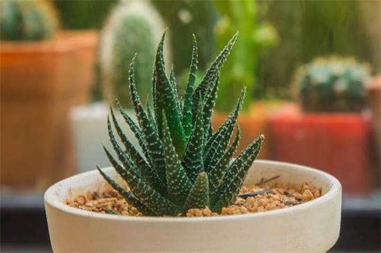 芦荟如何养在家里