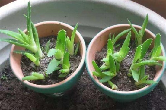 芦荟如何养在家里