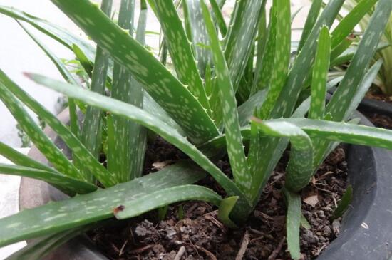芦荟如何种植