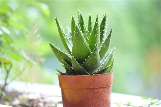 芦荟如何浇水，分季浇水/夏季多浇冬季少浇