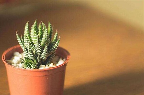 芦荟如何浇水，分季浇水/夏季多浇冬季少浇