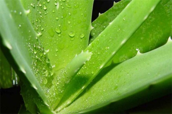 芦荟如何浇水，分季浇水/夏季多浇冬季少浇