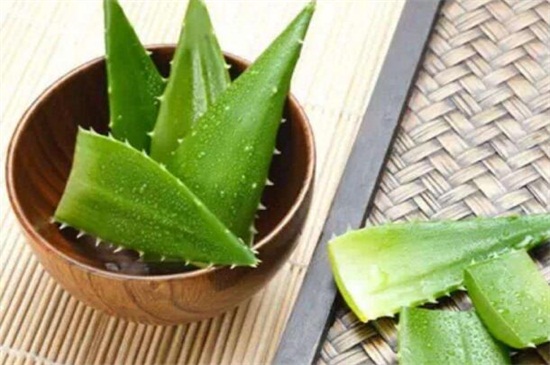 如何使用芦荟消炎，去表皮液体肉涂抹在皮肤上