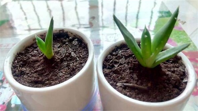 芦荟的养殖办法