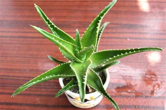 芦荟的养殖办法