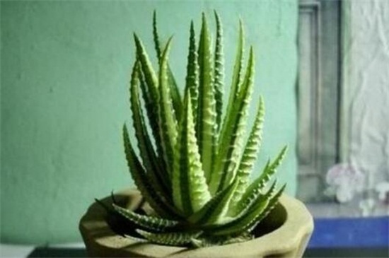 芦荟的养殖办法