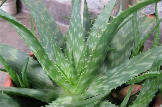 新鲜芦荟涂脸正确办法，5个步骤让皮肤变得细腻莹润