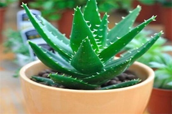 新鲜芦荟涂脸正确办法，5个步骤让皮肤变得细腻莹润