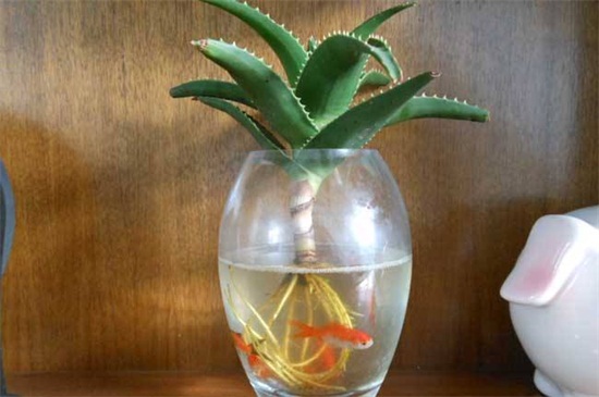 水培芦荟的养殖办法，温度水分养护缺一不可