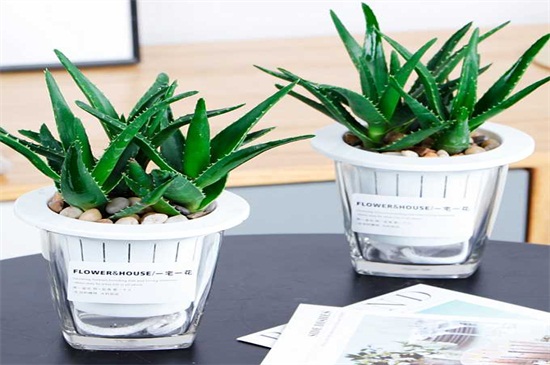 水培芦荟的养殖办法，温度水分养护缺一不可