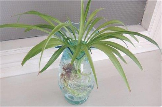 水培芦荟的养殖办法，温度水分养护缺一不可
