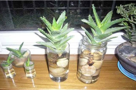 水培芦荟根腐烂如何办，巧记4点处理快