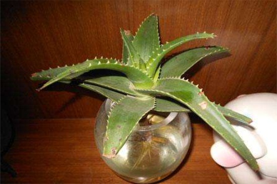 水培芦荟根腐烂如何办，巧记4点处理快