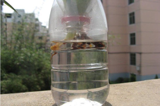 水培芦荟根腐烂如何办，巧记4点处理快