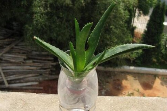 水培芦荟根腐烂如何办，巧记4点处理快