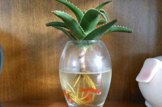 水培芦荟根腐烂如何办，巧记4点处理快