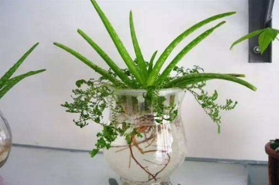 水培芦荟根腐烂如何办，巧记4点处理快