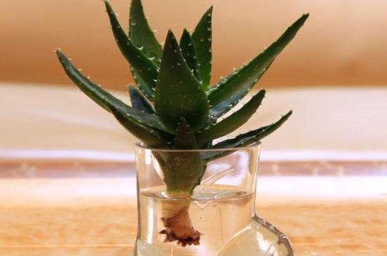 水培芦荟根腐烂如何办，巧记4点处理快