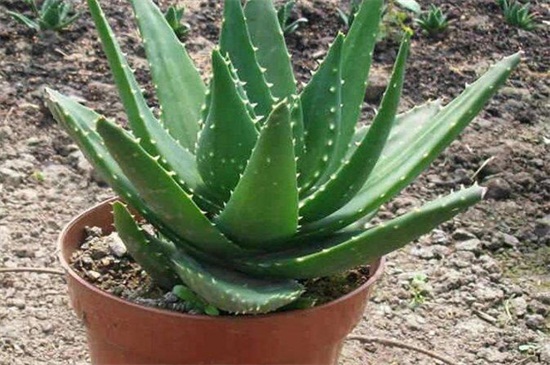 如何把芦荟养大养胖，5个要点可让植株开满盆