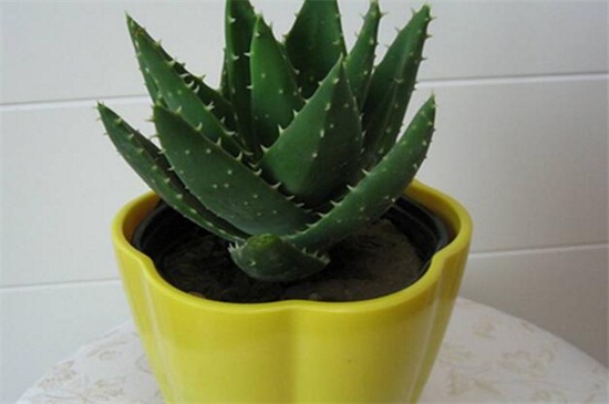 如何把芦荟养大养胖，5个要点可让植株开满盆